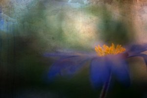 Dreamy Blue Flower by Ulrike Eisenmann