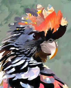 Vibrant Black Cockatoo