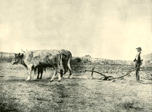 A Bullock Plough Team, 1901