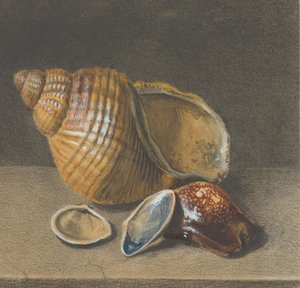 A Cowrie, and a Larger and Two Smaller Shells
