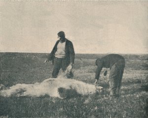 A Dead Bear on Reindeer Island, August 21st, 1893 by Unbekannt