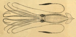 A Diagram of the Giant Squid