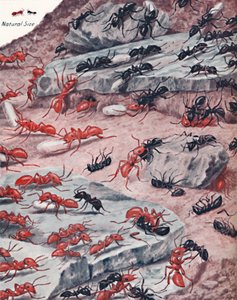 A Fierce Slave Raid in the Ant World by Unbekannt