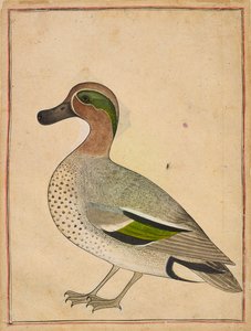 A Green-winged Teal