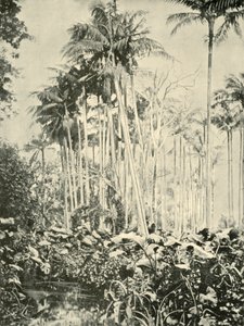 A Grove of Palms