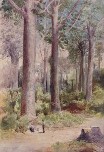A Kauri Forest, 1923 by Unbekannt