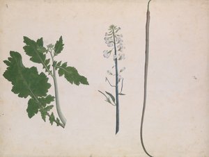 A Radish Plant, Seed, and Flower