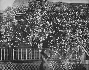 A Rose-Decked Home, Southern California, c1897 by Unbekannt