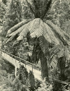 A Rustic Bridge