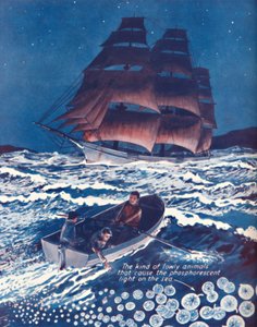 A Sea Illuminated By Living Nightlights, 1935 by Unbekannt