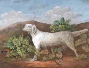 A Setter: Facing Left, with a Partridge Hiding among Burdocks on the Left by Unbekannt