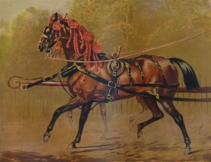 A State Carriage Horse