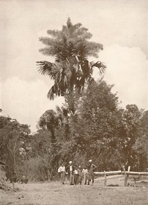 A Talipot Palm in Flower, 1900