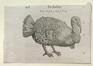 A Turkey, 16th or 17th century by Unbekannt