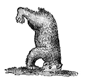 A Bear Standing on His Head