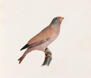 A Colour Illustration of a Bird by Unbekannt