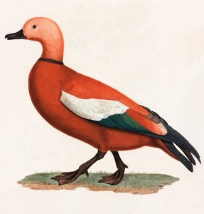 A Colour Illustration of a Brown Duck