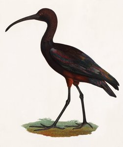 A Colour Illustration of a Long Beaked Bird