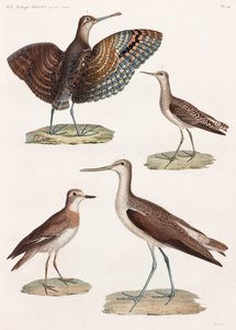 A Full Page Series of Colour Illustrations of Birds by Unbekannt