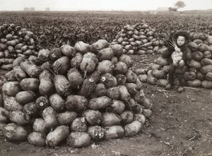 A little girl with piles of harvested turnips, near Landskrona, Sweden, 1910 by Unbekannt