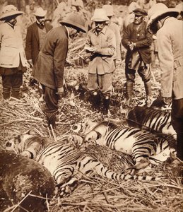 A Royal Bag of Tigers by Unbekannt