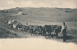 A Typical Ox Wagon - South Africa