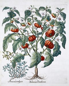African Tomato and Marjoram Plants