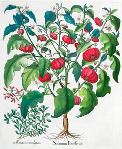 African Tomato and Marjoram Plants