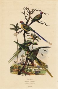 Alexandrine parakeet, Psittacula eupatria, and long-tailed parakeet, Psittacula longicauda by Unbekannt