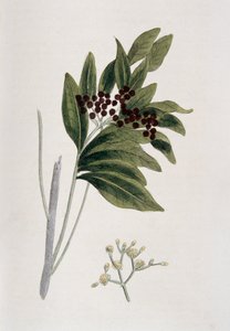 Allspice, 1823