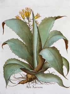 American Aloe Aloe Americana by Unbekannt
