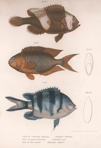 Amphiprion Bifasciatus, Pomacentris Pavo, Glyphisodo