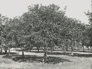An Orange Grove Near the City, St Augustine, USA by Unbekannt