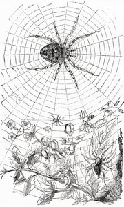 An orb-weaver spider or araneid