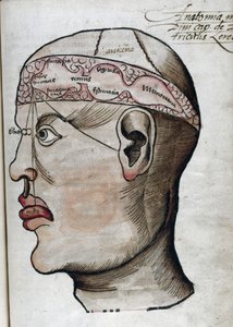 Anatomy 16th Century: Brain Section for Studying Localization of Cerebral Functions and Head Organs