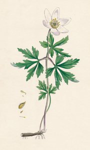 Wood Anemone