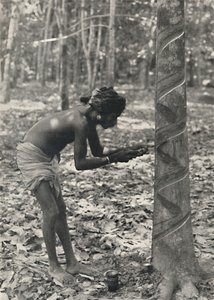 Worker cutting a rubber tree, spiral cut is uneconomical and no longer used by Unbekannt