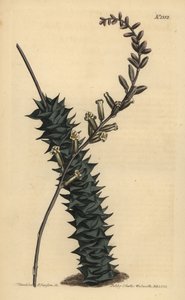 Astroloba foliolosa