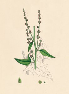 Atriplex Smithii. Smith