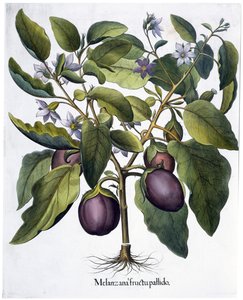 Aubergine by Unbekannt