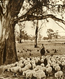Australia - A Drover with Some of His Charges on a Sheep Station in the State of Victoria