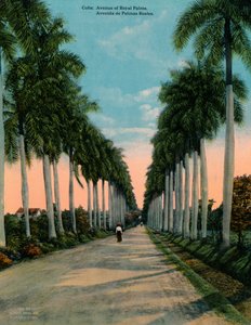 Avenue of Royal Palms, Cuba, c1920