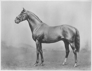 Bachelors Button. Winkfield - Milady, 1911