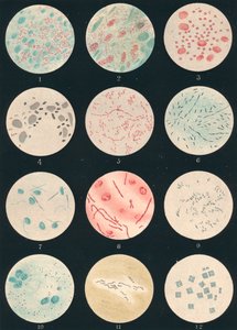 Bacteria, 19th century by Unbekannt