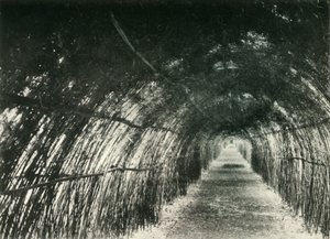 Bamboo Avenue at Barrackpore by Unbekannt