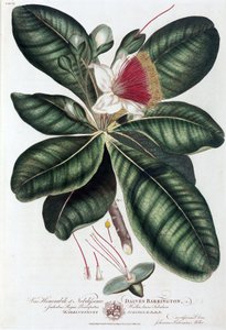 Barringtonia by Unbekannt