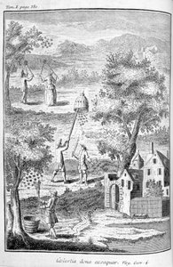 Beekeeping