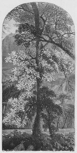 Big Tree