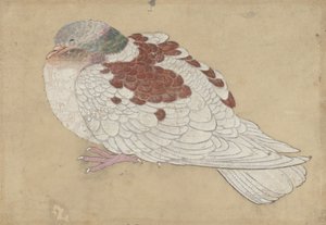 Bird, 18th century