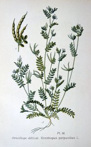 Birds-foot, 1893 by Unbekannt